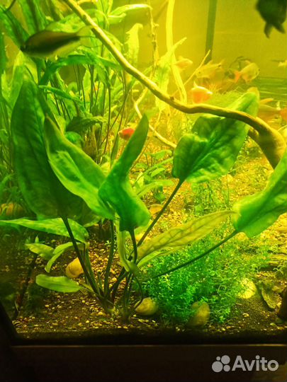 Аквариумные растения