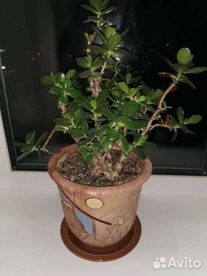 Денежное дерево