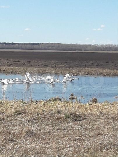 Участок 13 га (СНТ, ДНП)