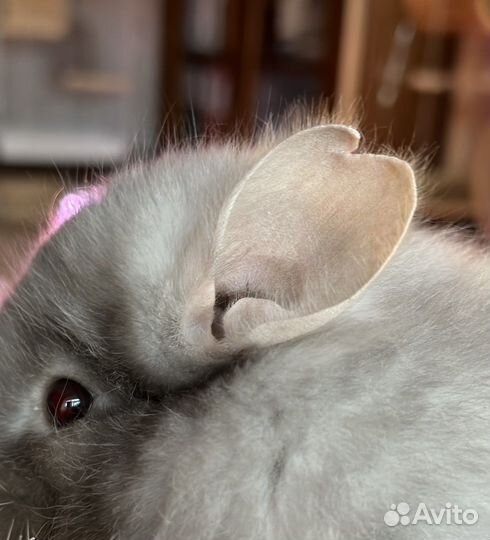 Шиншиллы ангоры мальчик и девочка 5,5 мес