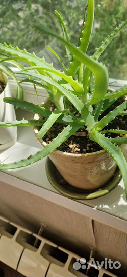 Алое растение