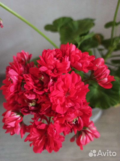 Пеларгония герань сортовая