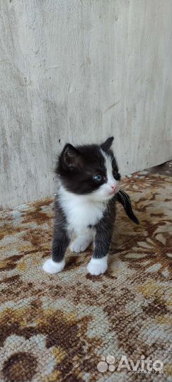 Отдам бесплатно в добрые руки