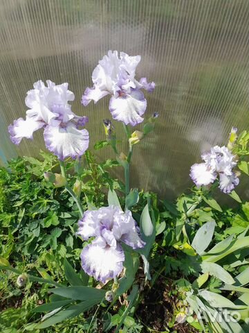 Ирисы бородатые сортовые купить в Кемерово | Товары для дома и дачи | Авито