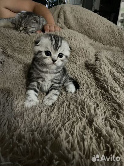 Шотландские вислоухие котята и прямоухие