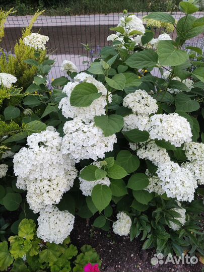 Гортензия древовидная Анабель