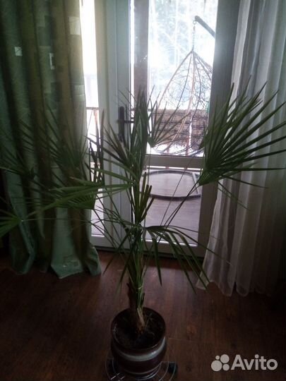 Пальма трахикарпус