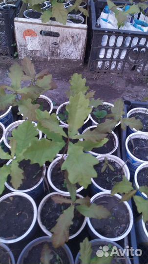 Саженцы дуба