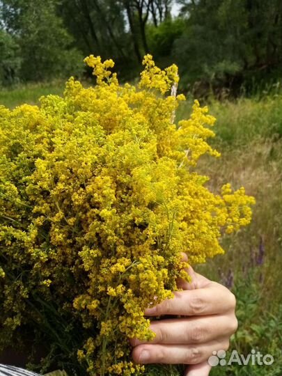 Подмаренник