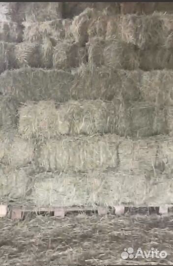 Сено пырей, разнотравье, ковыл