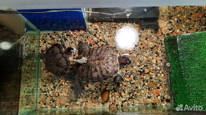 Аквариум с черепахами