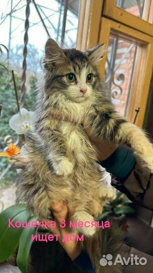 Кошечка в добрые руки