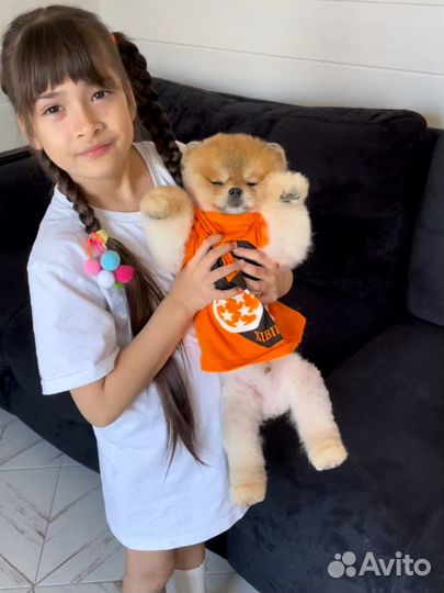 Померанский шпиц медвежьего типа микро