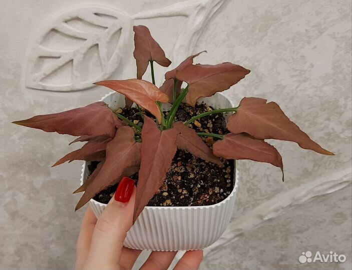 Сингониум пинк омбре грин