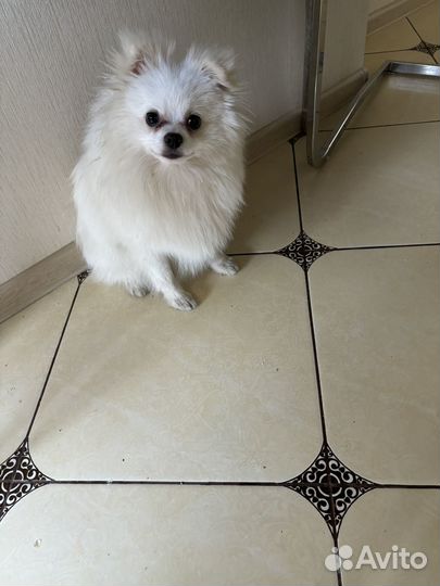 Ищем девочку шпица