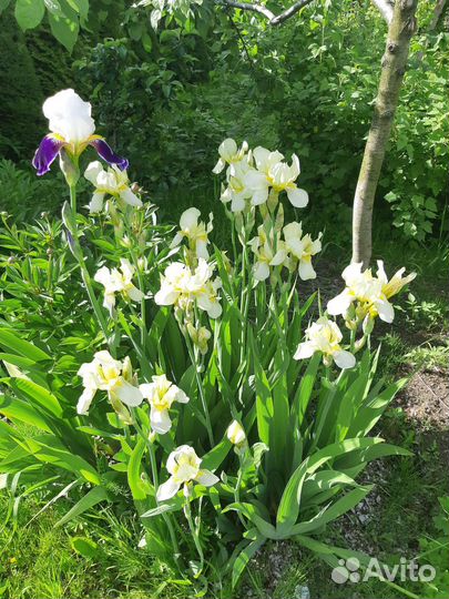 Ирисы бородатые