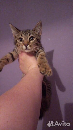 Котенок ищет дом