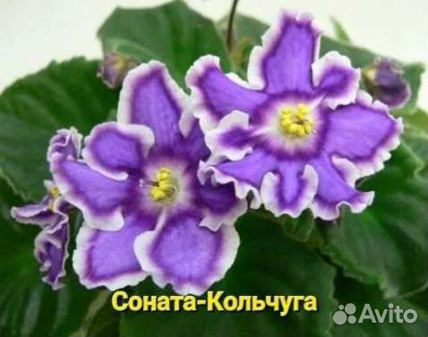 Фиалки - укорененные черенки 70 сортов