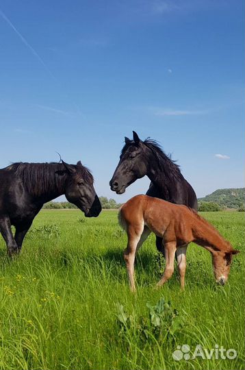 Лучшее органическое удобрение