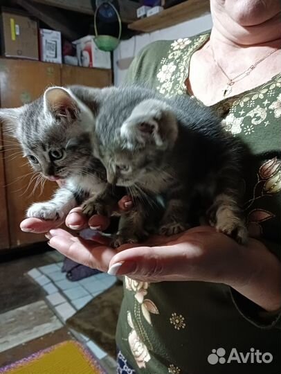 Котята в добрые руки