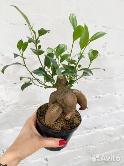 Фикус микрокарпа гинсенг