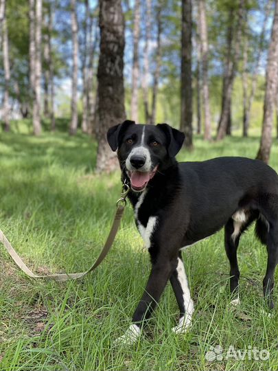 Собака в добрые руки