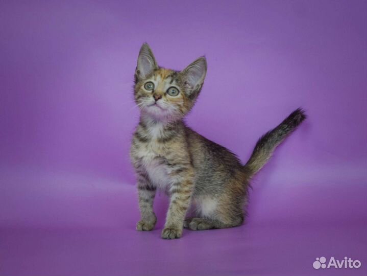 Трёхцветный котёнок Паула (2, 5 мес)