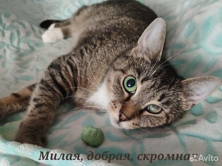 Кошечке нужен дом