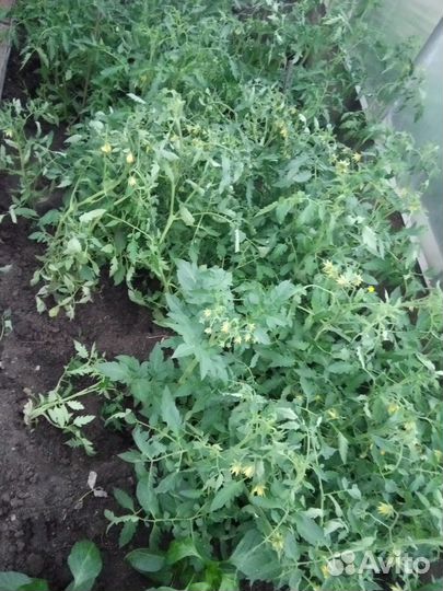 Рассада помидоров томатов