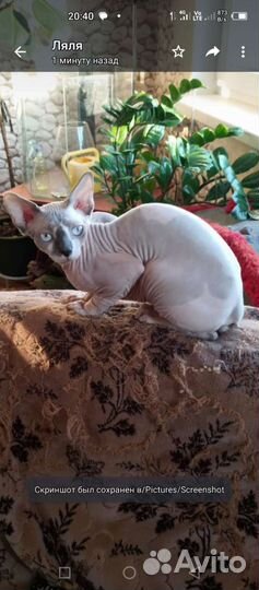 Канадский сфинкс