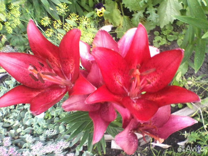 Лилия луковицы