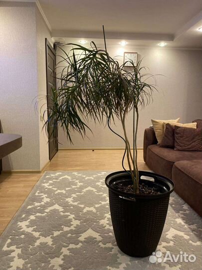 Пальма драцена с горшком