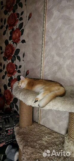 Золотая шиншилла кот ny12 на вязку с родословной