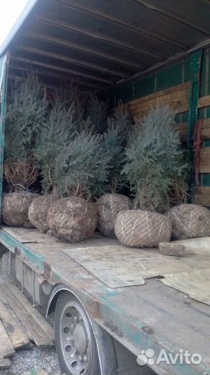 Ель голубая, сосна и др. хвоин. деревья