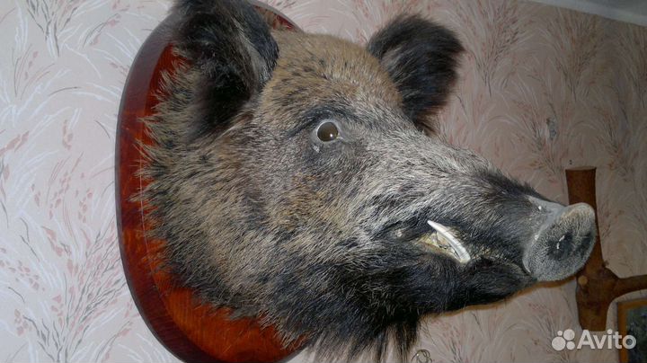 Чучела животных