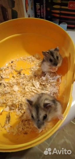 Джунгарский хомяк