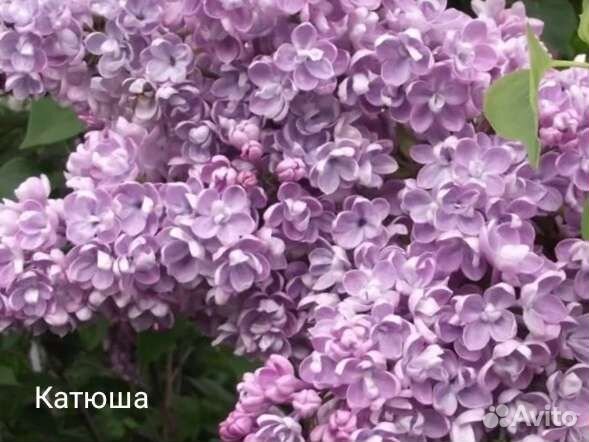 Саженцы сортовой сирени