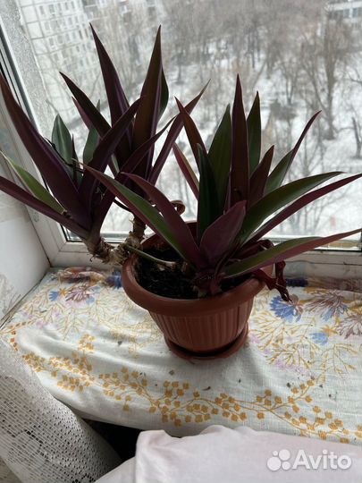 Спатифиллум, цветы в горшке