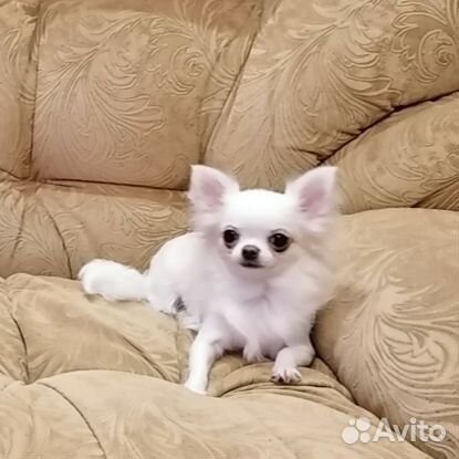 Чихуахуа мини