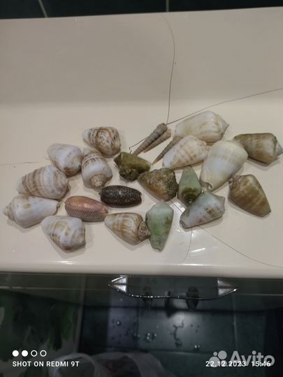Ракушки с индийский океан за все