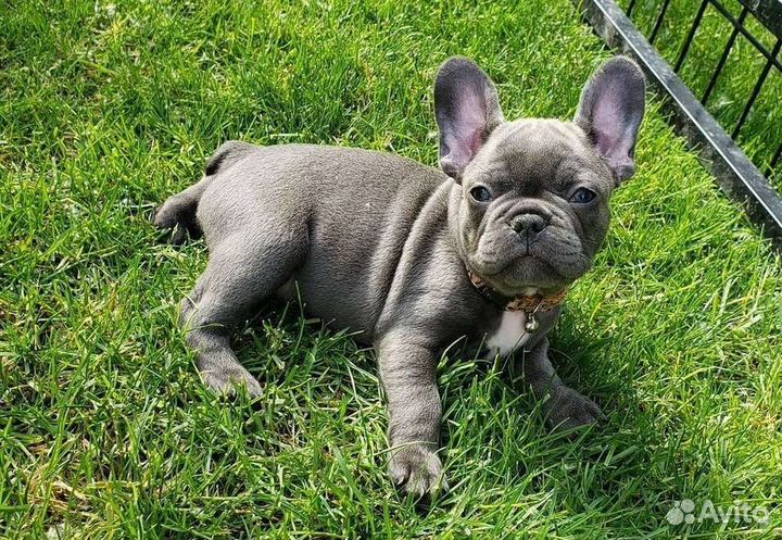 Французский бульдог голубой мини