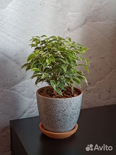 Фикус Бенджамина Кинки в керамическом горшке