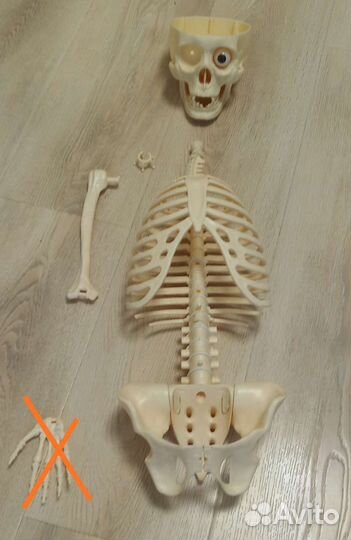 Скелет Артем по частям, журналы