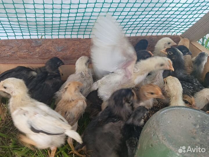 Цыплята несушки