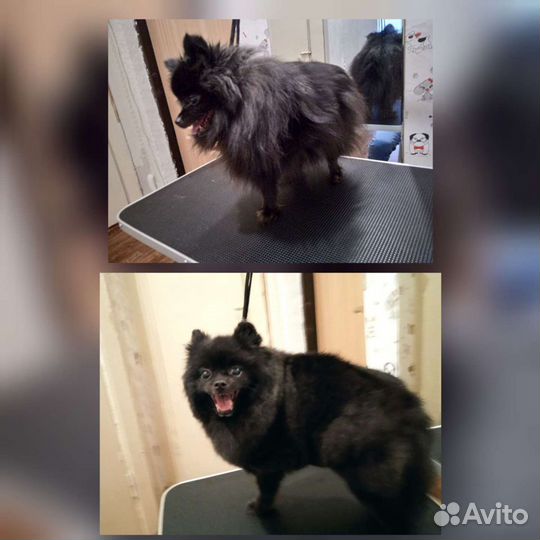 Стрижка животных