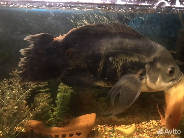 Астронотус вуалевый