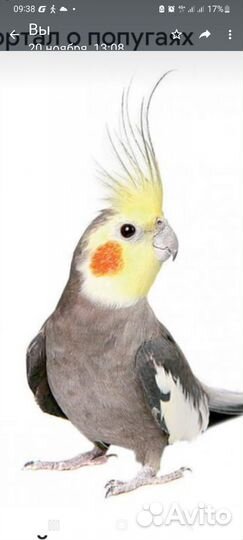 Экзотические животные