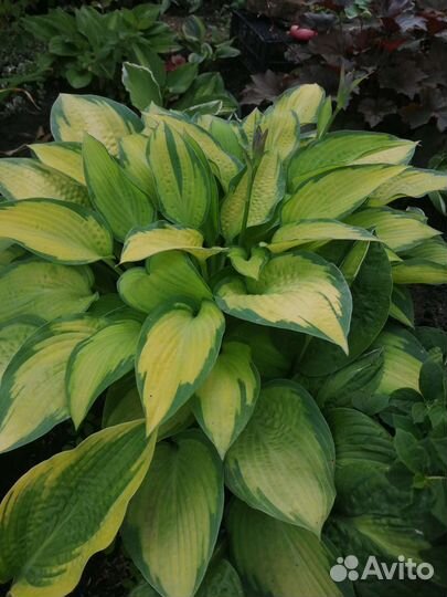 Хоста растение