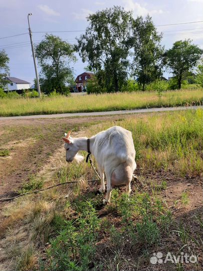 Коза дойная