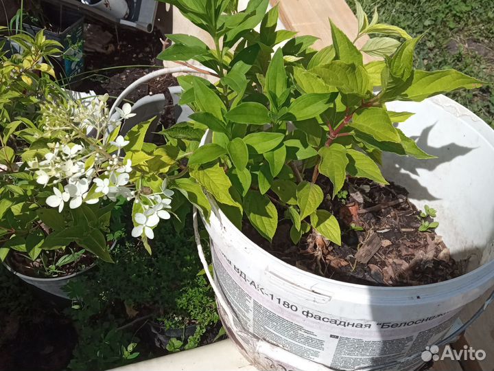 Гортензия метельчатая киушу